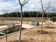 La Brigada Municipla ha plantat arbres al Camp de Futbol Vell.